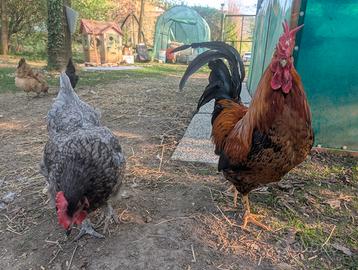 Coppia di galline