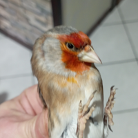 Cardellino x canarina di 8 mesi