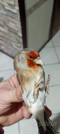 Cardellino x canarina di 8 mesi