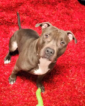 Pitbull