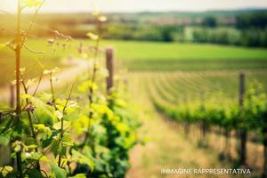 Vigneto a Verucchio