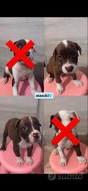 Cuccioli Pitbull