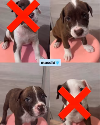 Cuccioli Pitbull