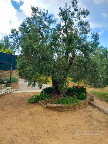 Terreno agricolo con acqua e luce + trattore