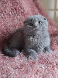 Cuccioli Scottish fold