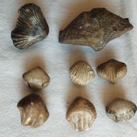 Fossili Brachiopodi Spiriferidae e Terabratulidae