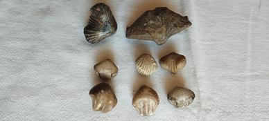 Fossili Brachiopodi Spiriferidae e Terabratulidae