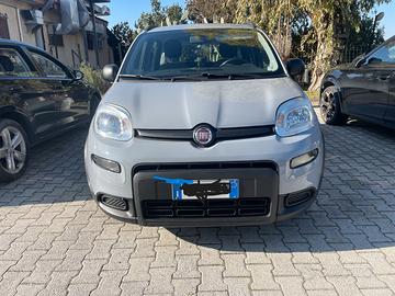 panda hybrid