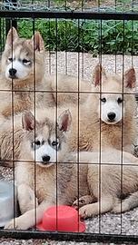 Cuccioli Siberian Husky