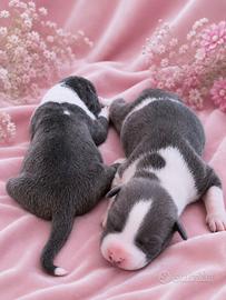 Amstaff cuccioli blu