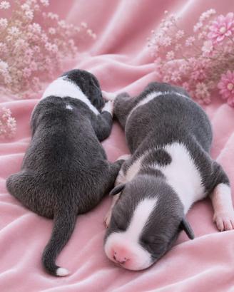 Amstaff cuccioli blu