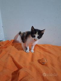 Evelyn gattina 2 mesi