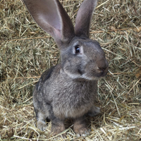 Coniglio gigante delle Fiandre