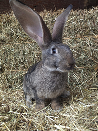 Coniglio gigante delle Fiandre