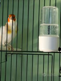 Cardellino Mayor Bruno Favato Maschio 2025