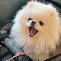 Zwergspitz cucciolo volpino pomerania TOY maschio