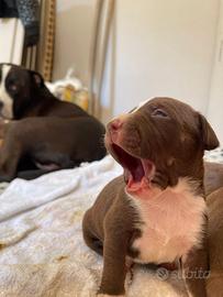 Cuccioli Pitbull