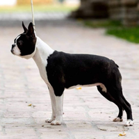 Boston terrier