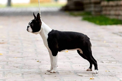 Boston terrier