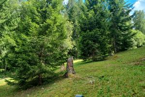 Estate in montagna