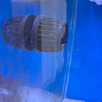 Pompe movimento acquario Jebao DMP40 + DMP 45