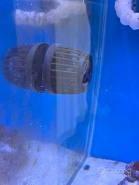 Pompe movimento acquario Jebao DMP40 + DMP 45