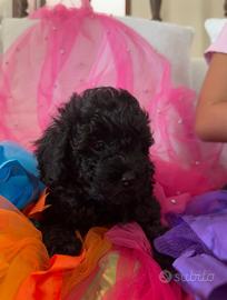 Cuccioli Barboncino toy