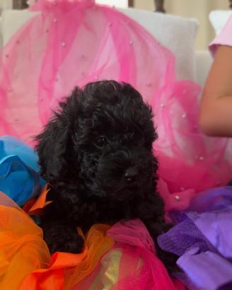 Cuccioli Barboncino toy