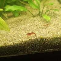 Gamberetti Caridine red cherry