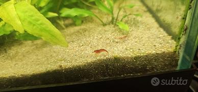 Gamberetti Caridine red cherry