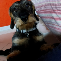 Bassotto standard pelo duro