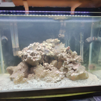 Rocce vive acquario marino