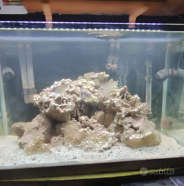 Rocce vive acquario marino