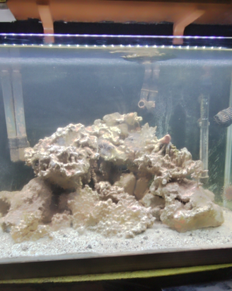 Rocce vive acquario marino