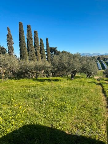 Terreno con ulivi e industriale