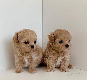 Maltipoo toy