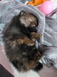 Cucciolo di Spitz tedesco piccolo