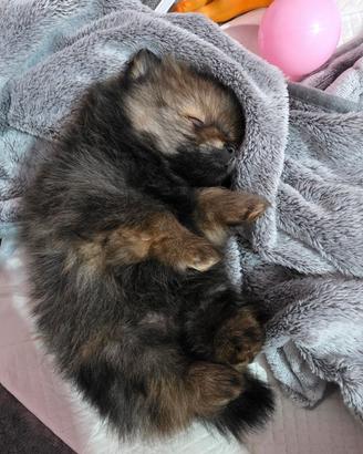 Cucciolo di Spitz tedesco piccolo