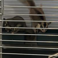 Petauri dello zucchero