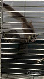 Petauri dello zucchero