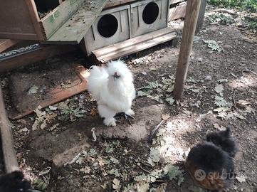 Galline Moroseta coppia
