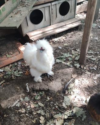 Galline Moroseta coppia