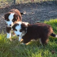 Miniature american shepherd maschi
