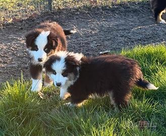 Miniature american shepherd maschi
