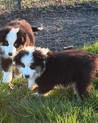 Miniature american shepherd maschi