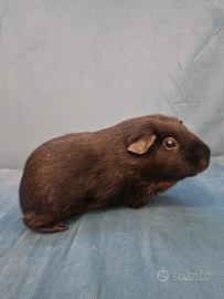 Casa per porcellini d'india