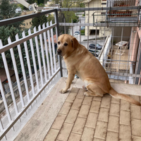 Labrador disponibile per accoppiamento