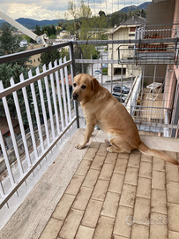 Labrador disponibile per accoppiamento