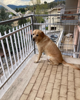 Labrador disponibile per accoppiamento