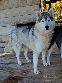 Siberian husky adulti